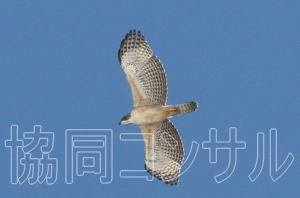 株式会社協同コンサル本社