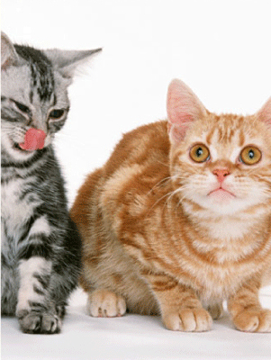 ふらの動物病院