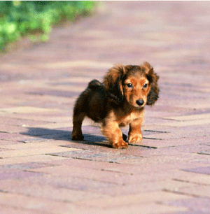 ふらの動物病院