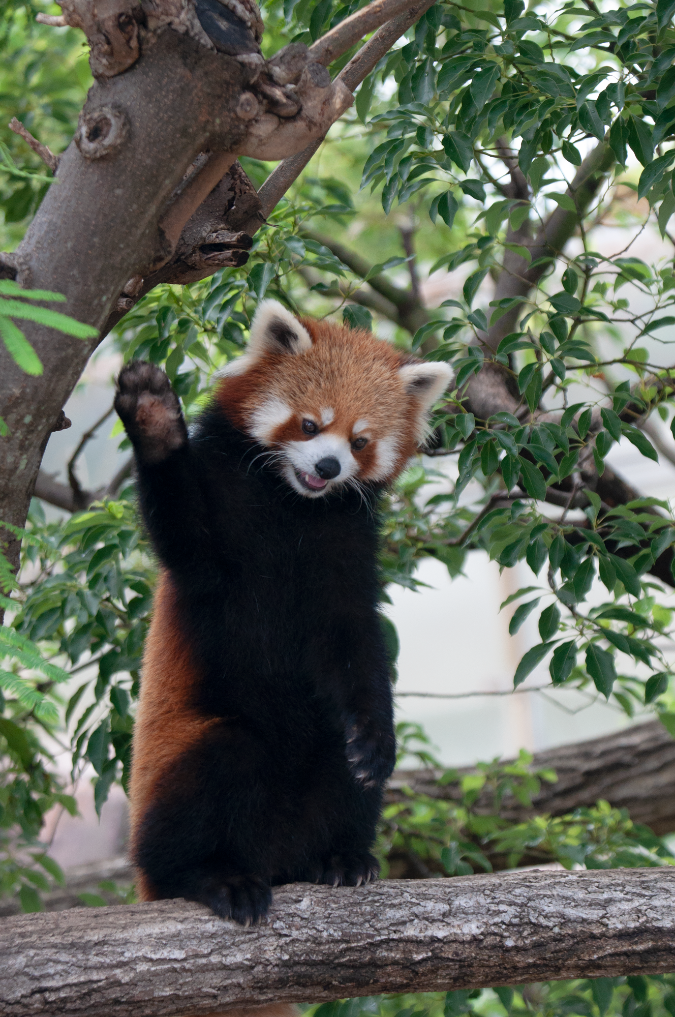 神戸市立王子動物園