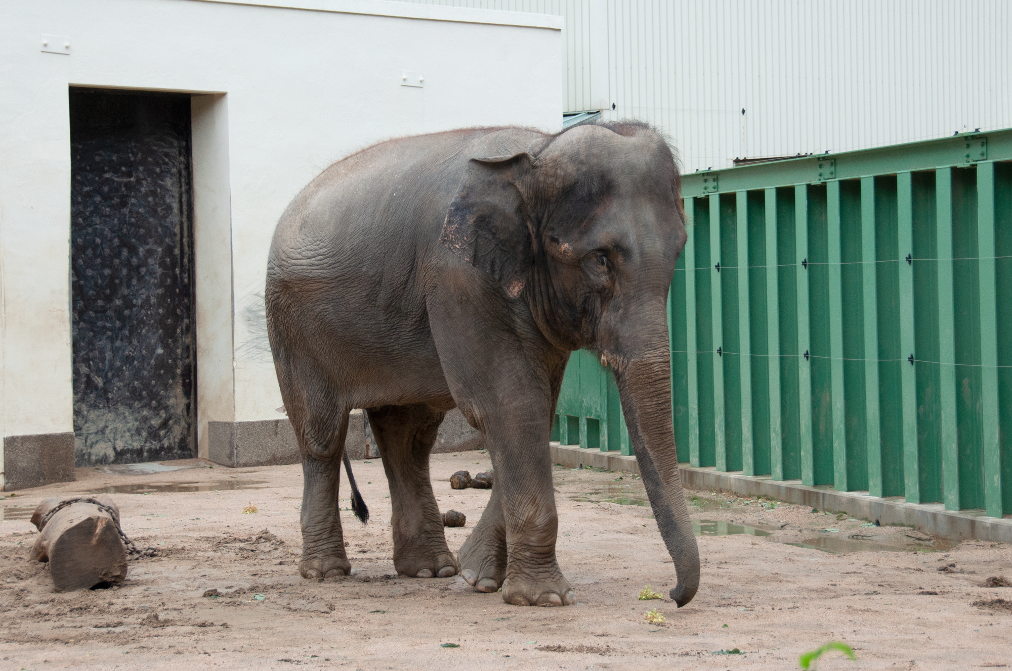 神戸市立王子動物園