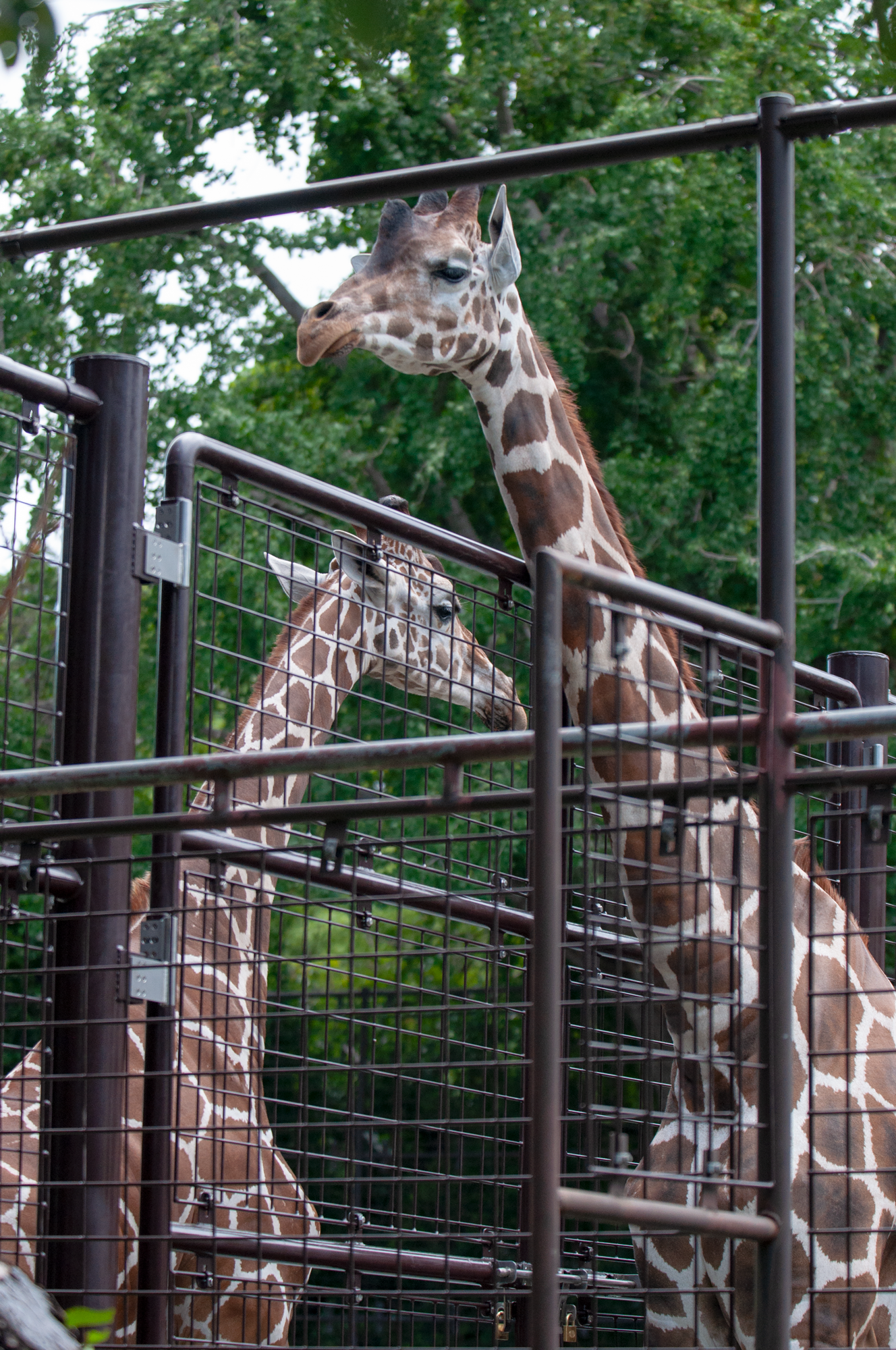 神戸市立王子動物園