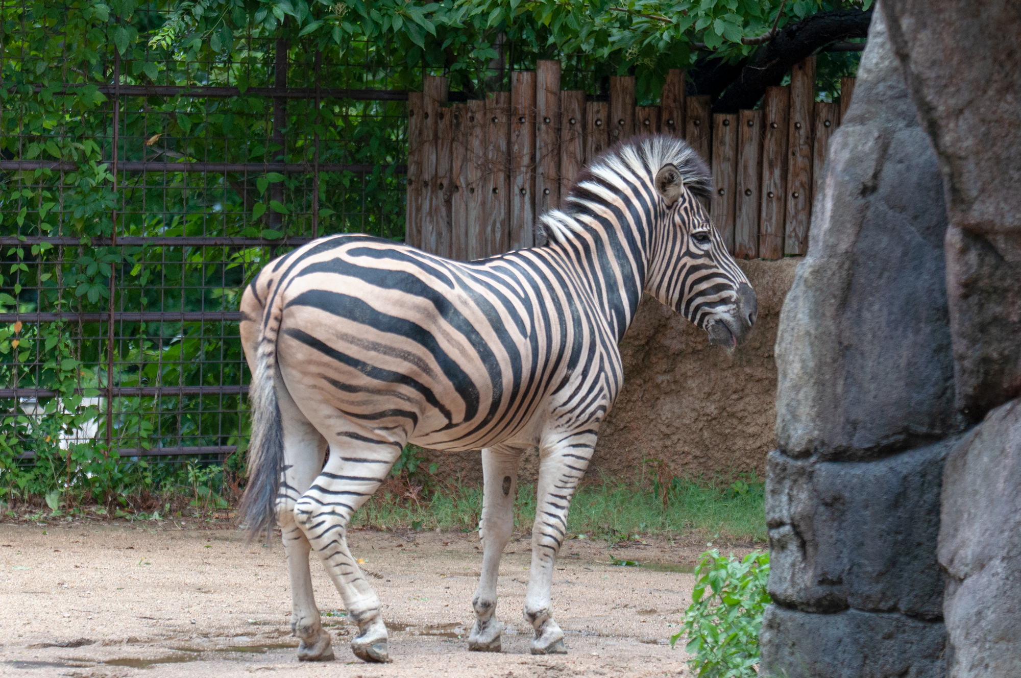 神戸市立王子動物園