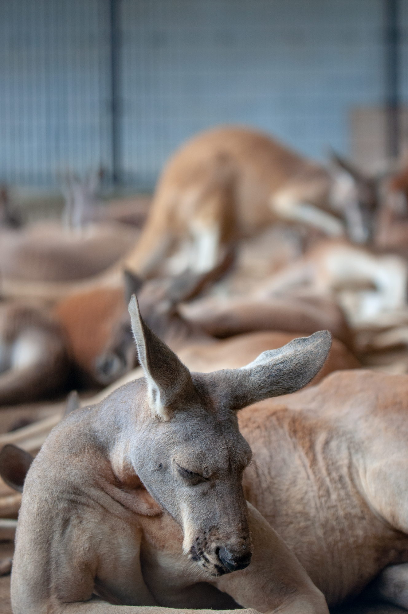 神戸市立王子動物園