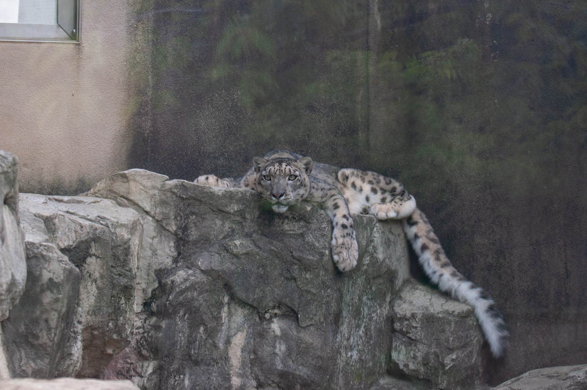 神戸市立王子動物園