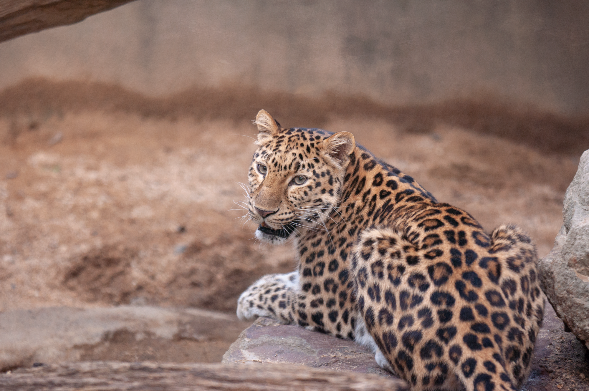 神戸市立王子動物園