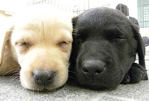 大宮国際動物専門学校 埼玉県さいたま市大宮区 専門学校 E Navita イーナビタ 駅周辺 街のスポット情報検索サイト 大宮国際動物専門学校 埼玉県さいたま市大宮区 専門学校 E Navita イーナビタ 駅周辺 街のスポット情報検索サイト