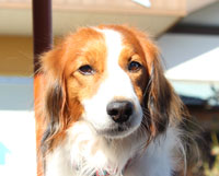 アニマルランド リオ