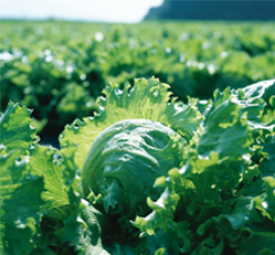 株式会社松尾青果