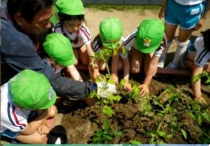 くりのみ幼稚園