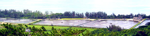 エポック石垣島車エビ養殖場