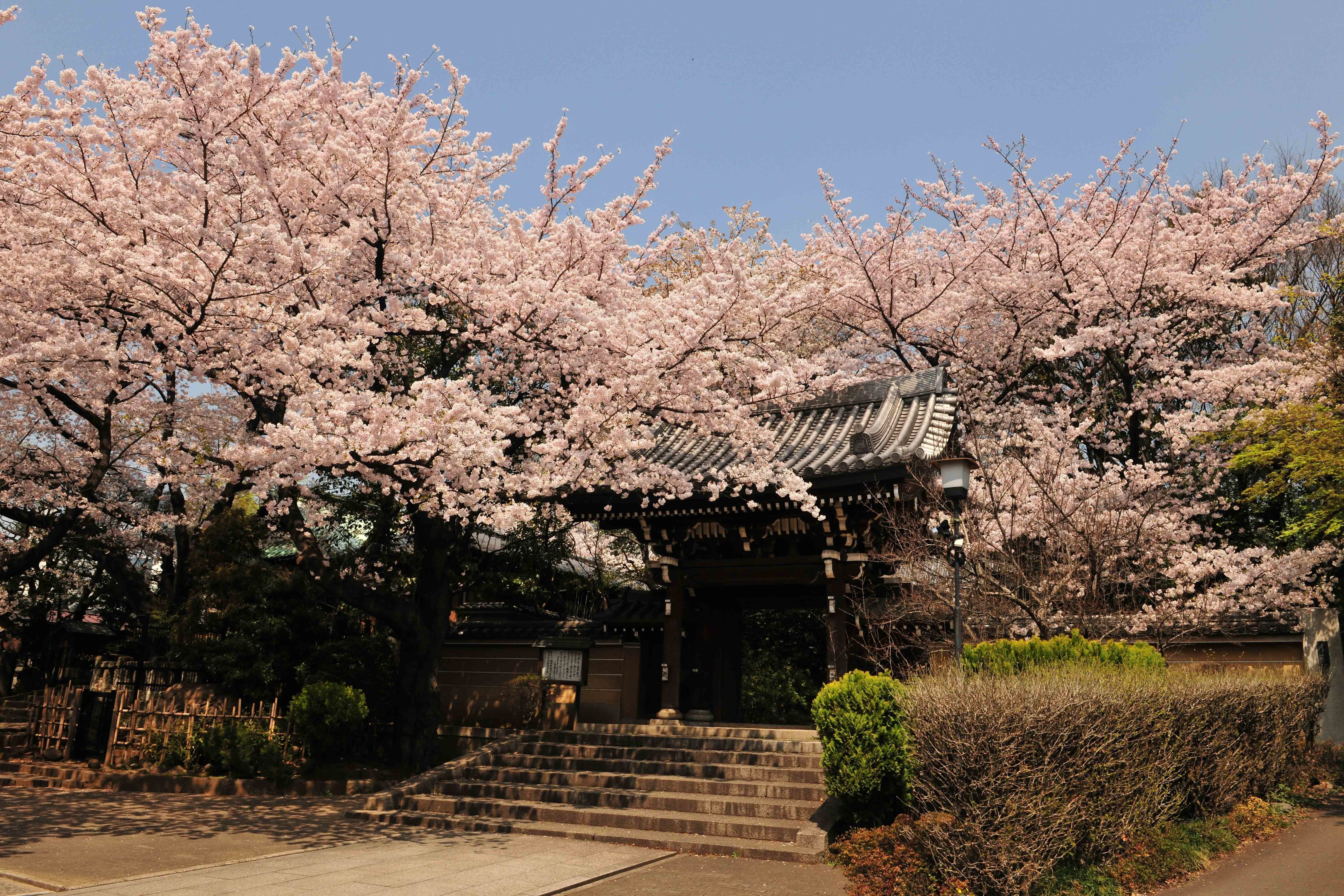 威光山　法明寺
