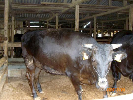 株式会社一ノ瀬畜産