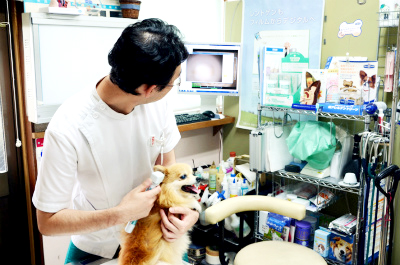 かしわだい動物病院