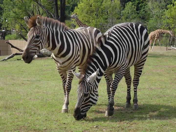 よこはま動物園ズーラシア