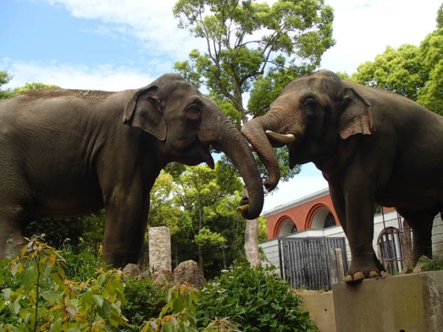 よこはま動物園ズーラシア