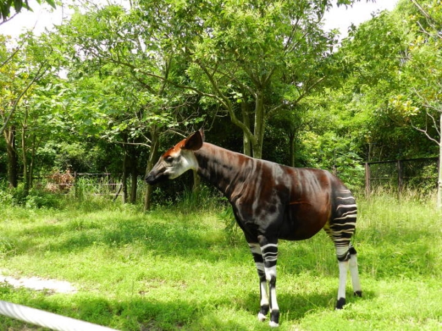 よこはま動物園ズーラシア