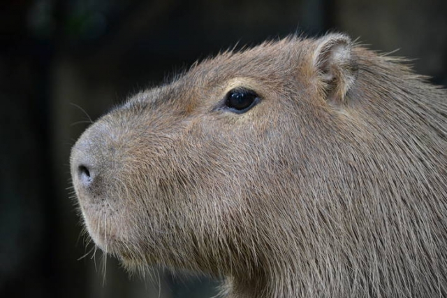 よこはま動物園ズーラシア