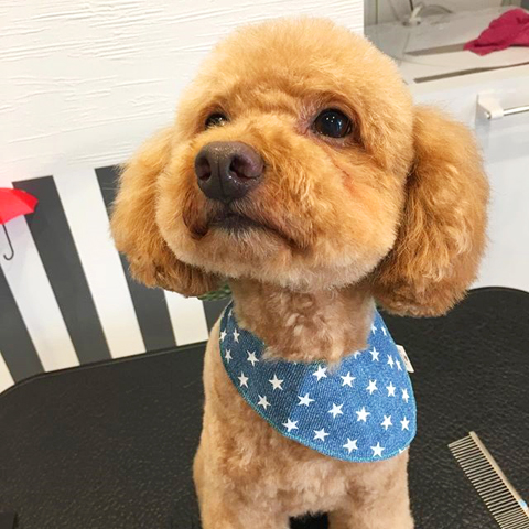 ドッグサロン Pure