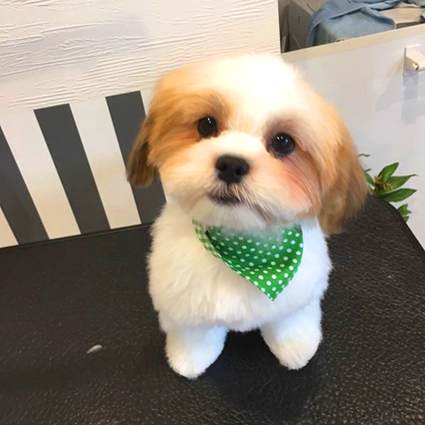 ドッグサロン Pure