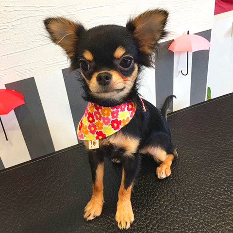 ドッグサロン Pure