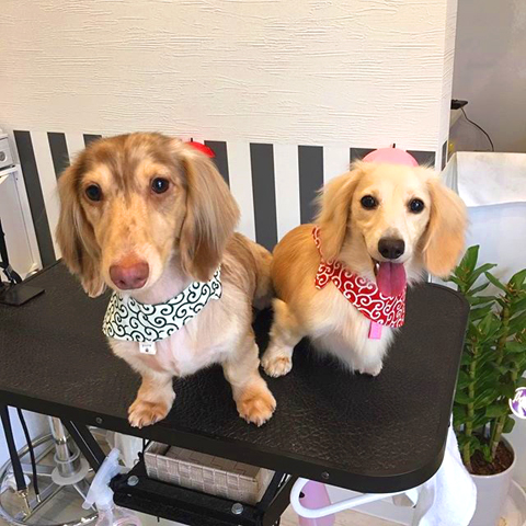 ドッグサロン Pure