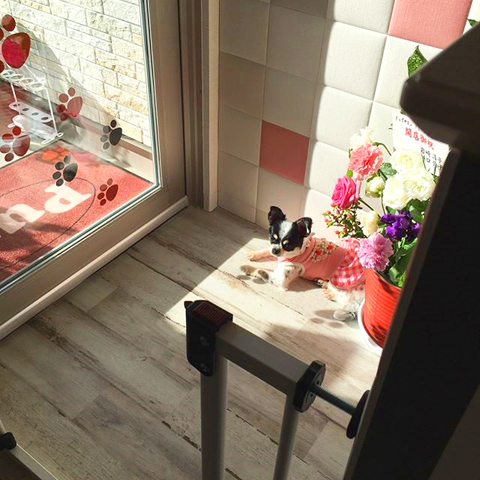 ドッグサロン Pure