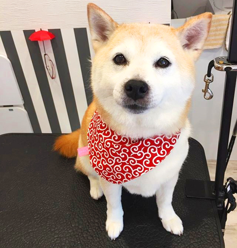 ドッグサロン Pure