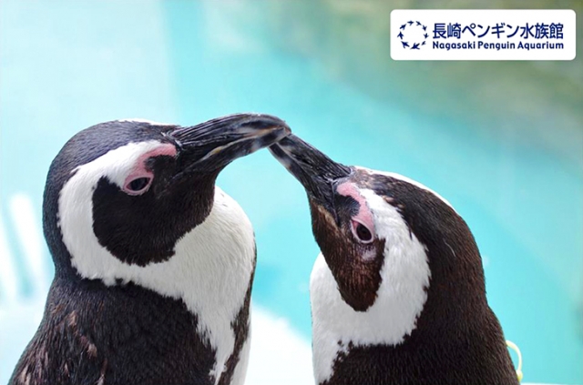 長崎ペンギン水族館