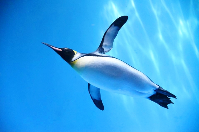 長崎ペンギン水族館