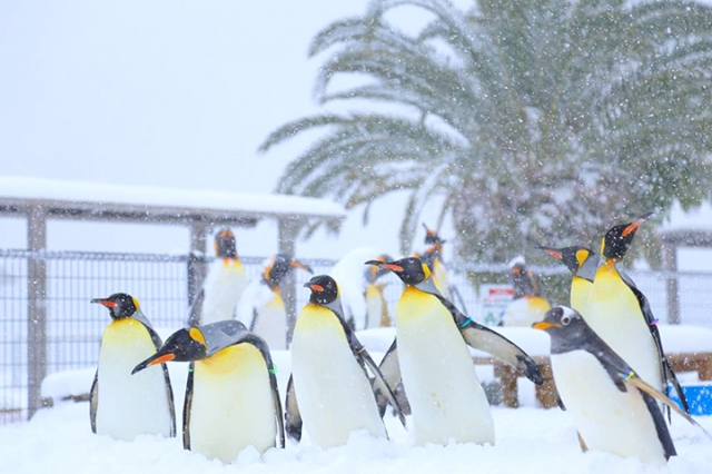 長崎ペンギン水族館