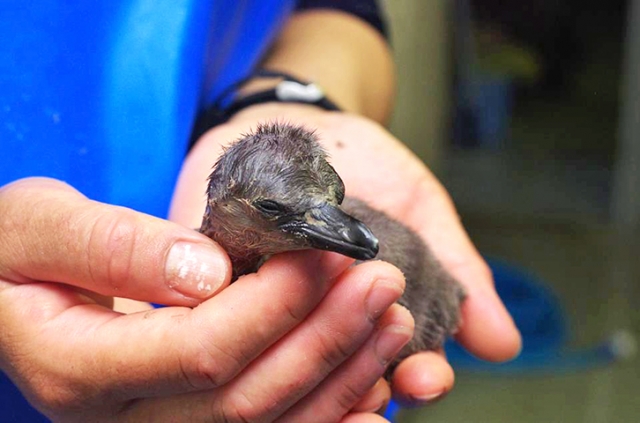 長崎ペンギン水族館