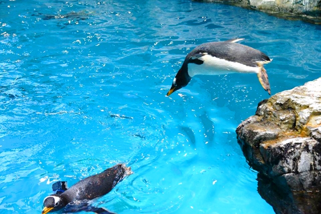 長崎ペンギン水族館