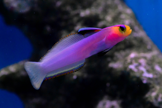 エキゾチックアフリカ 大阪府八尾市 ペット E Navita イーナビタ 駅周辺 街のスポット情報検索サイト