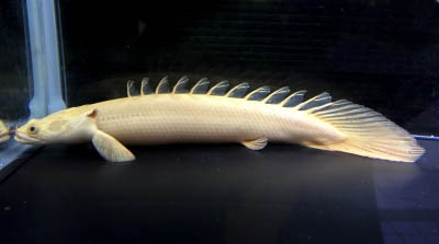 エキゾチックアフリカ 大阪府八尾市 ペット E Navita イーナビタ 駅周辺 街のスポット情報検索サイト