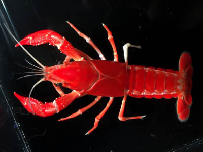 エキゾチックアフリカ 大阪府八尾市 ペット E Navita イーナビタ 駅周辺 街のスポット情報検索サイト