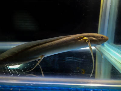 エキゾチックアフリカ 大阪府八尾市 ペット E Navita イーナビタ 駅周辺 街のスポット情報検索サイト