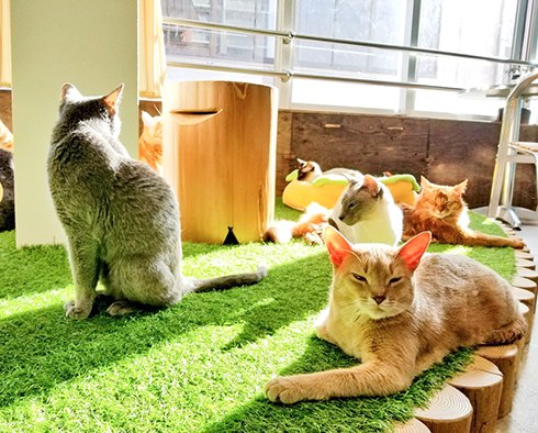 猫カフェ ねこも 大阪府八尾市 喫茶 カフェ E Navita イーナビタ 駅周辺 街のスポット情報検索サイト 猫カフェ ねこも 大阪府八尾市 喫茶 カフェ E Navita イーナビタ 駅周辺 街のスポット情報検索サイト