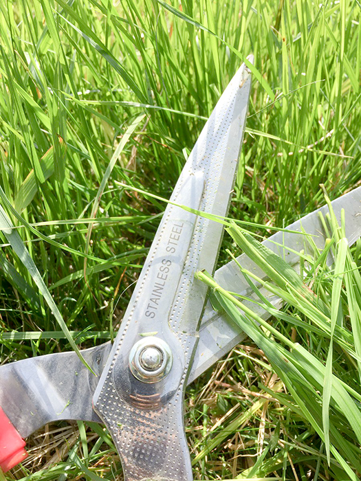 ベンリッコ・アンド・カンパニー株式会社