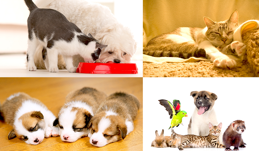 北総どうぶつ病院