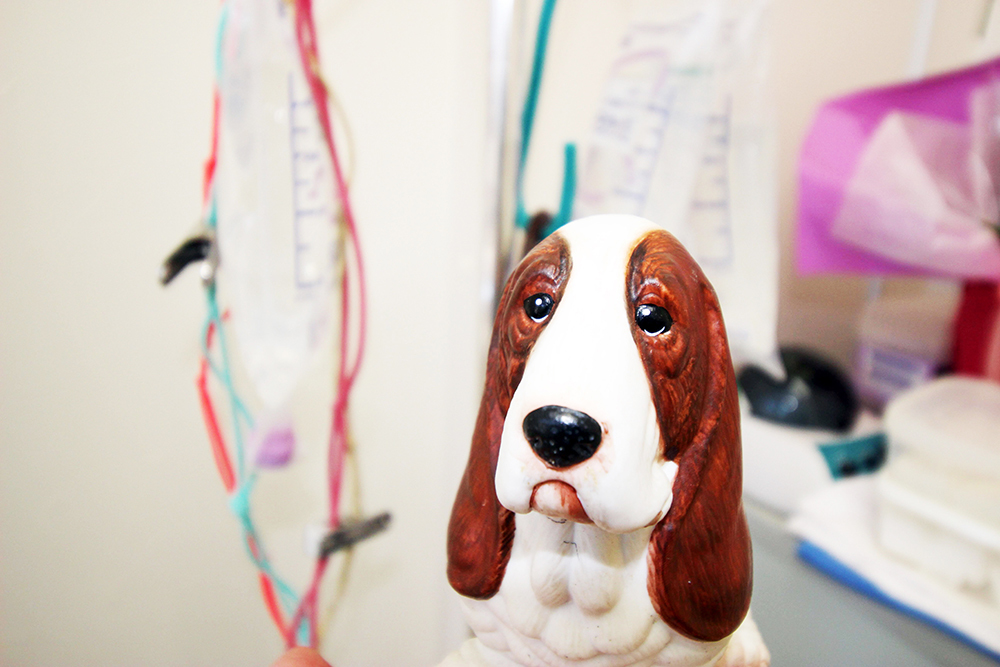 フェニックス動物病院