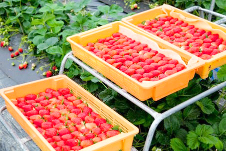 株式会社香月農園