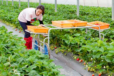 株式会社香月農園