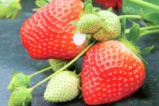 株式会社香月農園