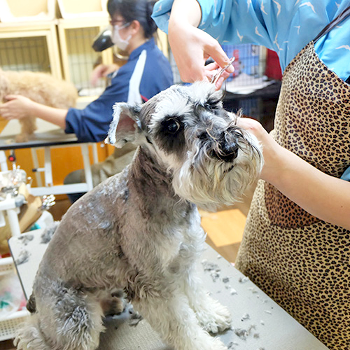 Cafe de RORO & DOG&#039;S くずは店