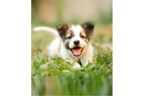 犬のようちえん 吹田教室