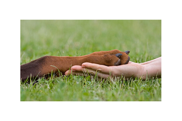 犬のようちえん 吹田教室