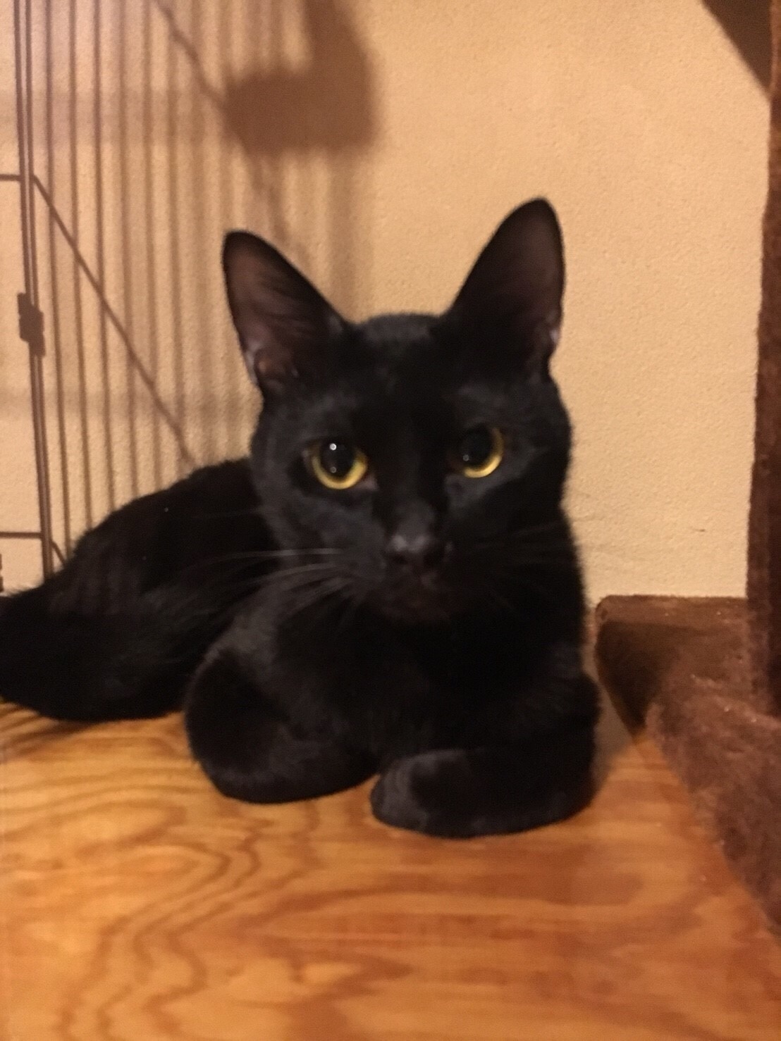 保護猫カフェu0026ねこホテル 笑猫/名古屋市名東区/ペットホテル/猫カフェ 