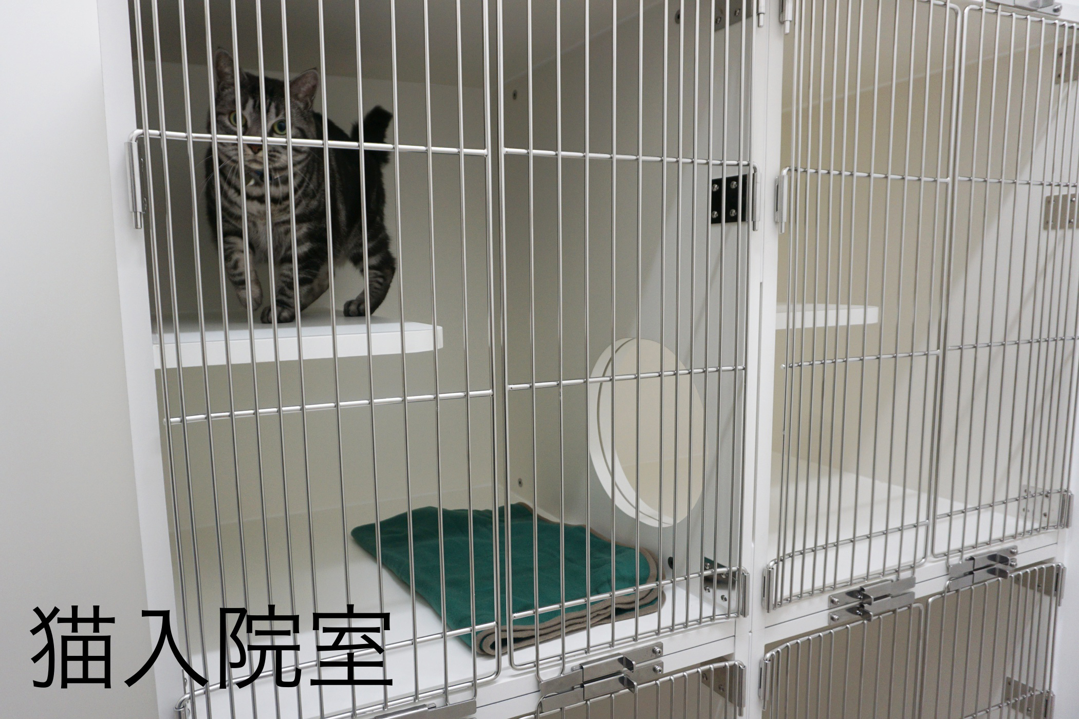 さくら動物クリニック