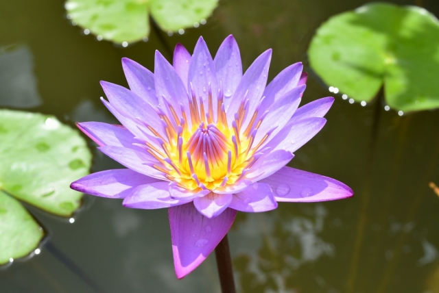 東南植物楽園